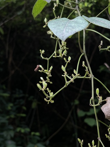 Illigera luzonensis observed 2026-09-21