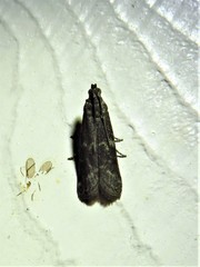 Eurythmia angulella