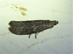 Eurythmia angulella
