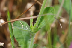 Silene gallica