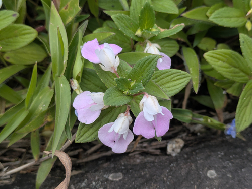 Impatiens agastyamalayensis (Impatiens agastyamalayensis)