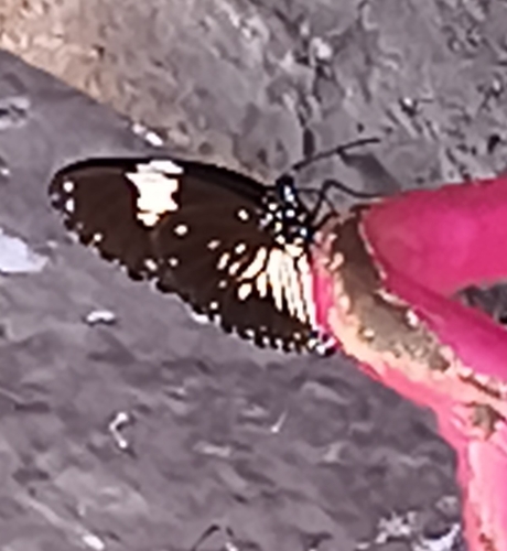 Magpie Crow Butterfly