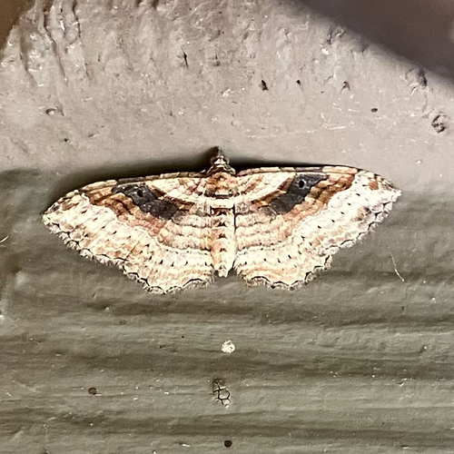 Bent-lined Carpet