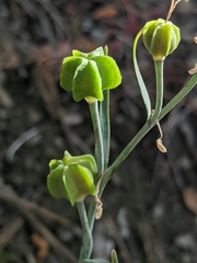 Fritillaria viridea