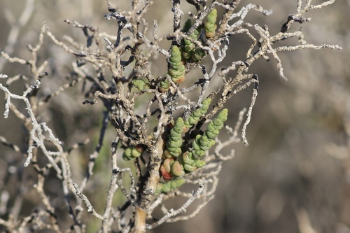 Allenrolfea occidentalis