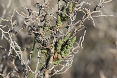 Allenrolfea occidentalis