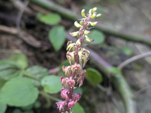 Malaxis densiflora (Malaxis densiflora)