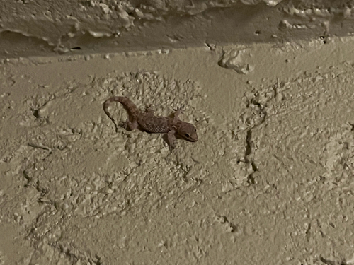 Mediterranean House Gecko
