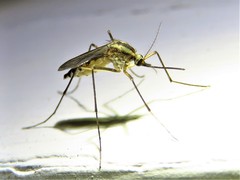 Ochlerotatus