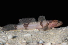 Callogobius depressus