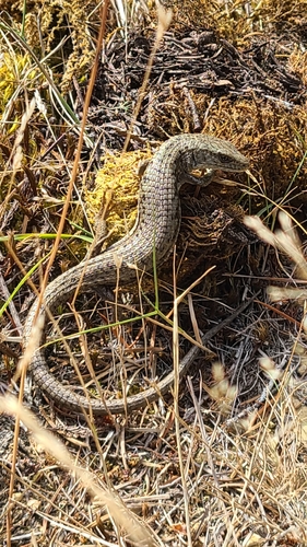 Northern Alligator Lizard