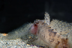 Callogobius depressus