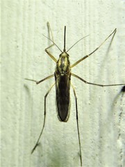 Ochlerotatus