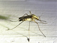 Ochlerotatus