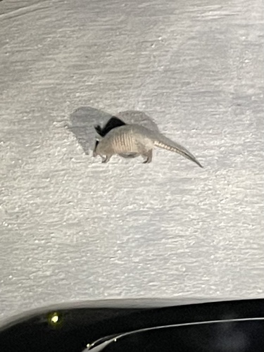 Mexican Long-nosed Armadillo