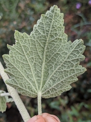 Malacothamnus aboriginum