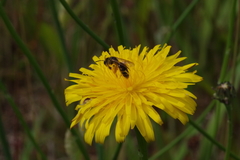 Andrena