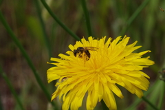 Andrena