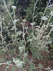 Malacothamnus aboriginum