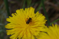 Andrena
