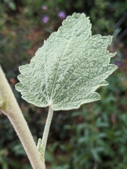 Malacothamnus aboriginum
