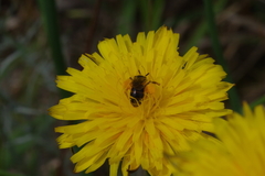 Andrena