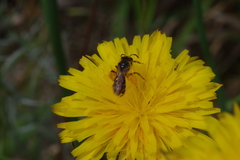 Andrena