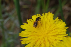 Andrena