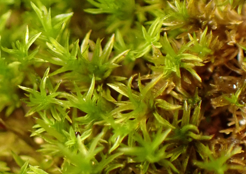 Anoectangium aestivum observed 2026-09-21