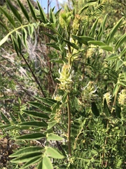 Glycyrrhiza lepidota