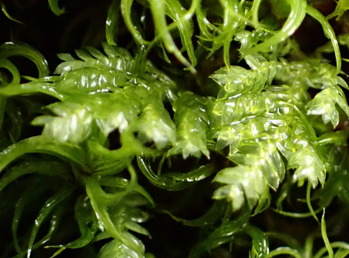 Hypopterygium flavolimbatum observed 2026-09-21