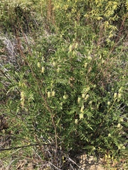 Glycyrrhiza lepidota