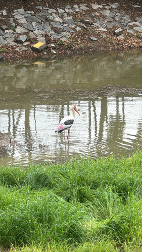 Painted Stork