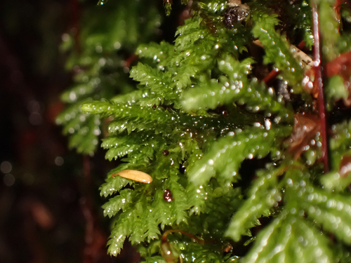 Hypopterygium flavolimbatum observed 2026-09-21