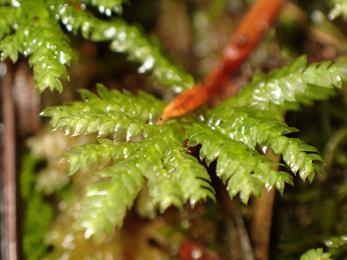 Hypopterygium flavolimbatum observed 2026-09-21