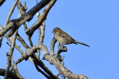 Junco hyemalis