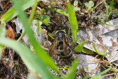 Campsomeriella annulata