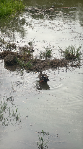 Indian Spot-billed Duck