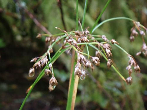 Scirpus microcarpus observed 2026-09-21