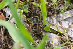 Campsomeriella annulata
