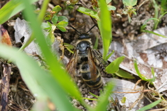 Campsomeriella annulata