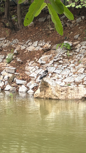 Oriental Darter