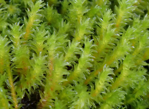 Codriophorus acicularis observed 2026-09-21