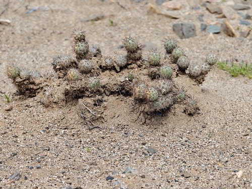 Cumulopuntia leucophaea, photograph 1