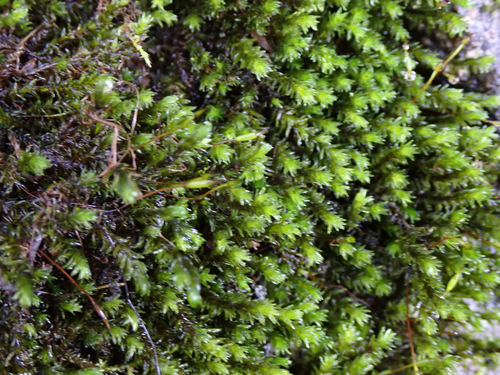 Codriophorus acicularis observed 2026-09-21
