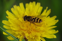 Syrphinae