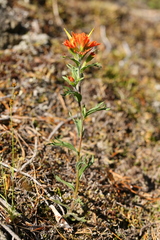 Castilleja hispida
