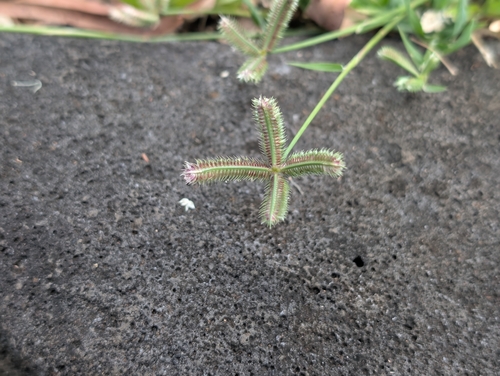 Dactyloctenium aegyptium, photograph 2