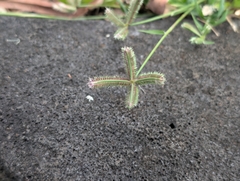 Dactyloctenium aegyptium, photograph author not stated, no rights reserved