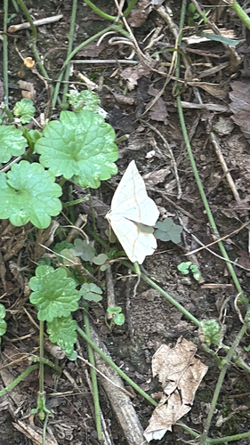 Confused Eusarca Moth